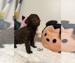 Puppy Puppy 2 Goldendoodle-Poodle (Standard) Mix