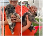 Puppy Pink German Shepherd Dog-Great Pyrenees Mix