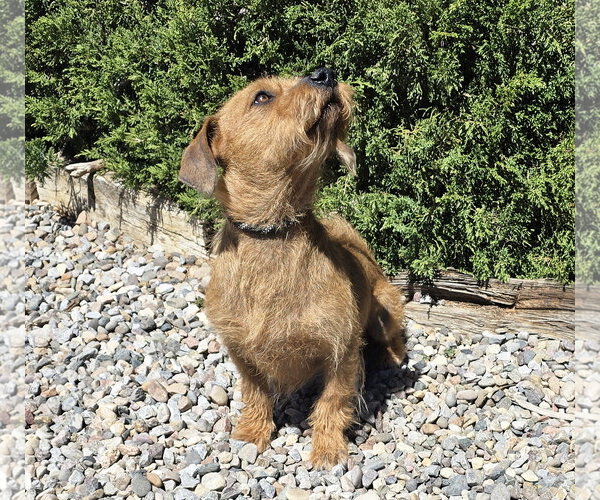 Medium Photo #1 Dachshund-Unknown Mix Puppy For Sale in Albuquerque, NM, USA
