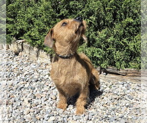 Dachshund-Unknown Mix Dogs for adoption in Albuquerque, NM, USA