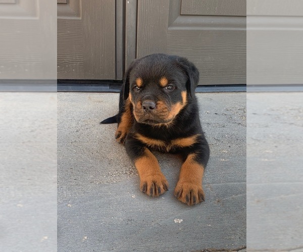 Medium Photo #3 Rottweiler Puppy For Sale in MIAMI, FL, USA