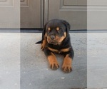 Small #2 Rottweiler