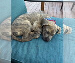 Small #1 American Pit Bull Terrier