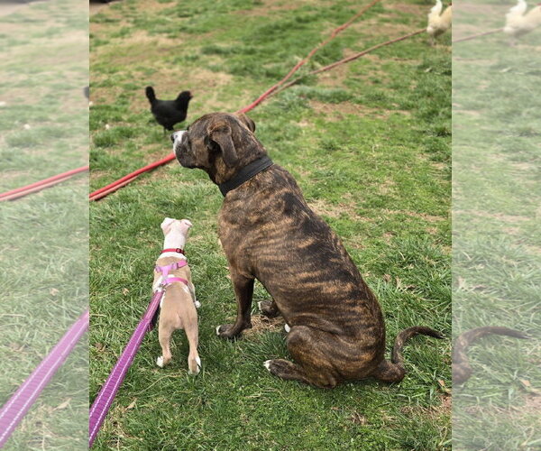 Medium Photo #6 Mutt Puppy For Sale in Spotsylvania, VA, USA