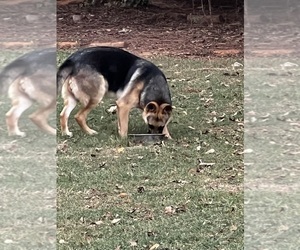 Father of the German Shepherd Dog puppies born on 01/11/2023