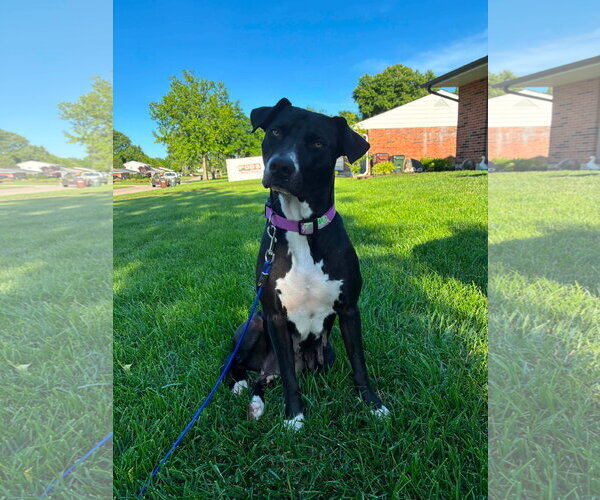 Medium Photo #9 American Pit Bull Terrier-Unknown Mix Puppy For Sale in Germantown, OH, USA