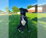 Small #8 American Pit Bull Terrier Mix