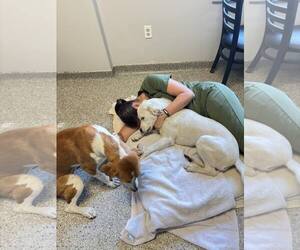 Bill - Male Mutt Dog for Adoption - Photo #5