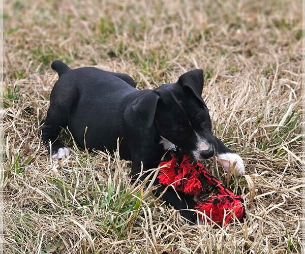 Medium Photo #13 Boston Huahua Puppy For Sale in Wakefield, RI, USA