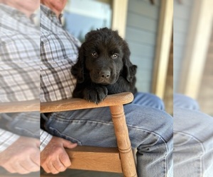 Medium Newfoundland