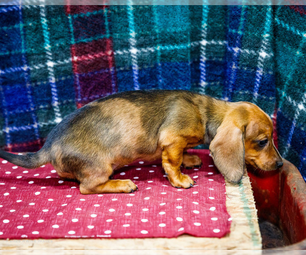 Medium Photo #5 Dachshund Puppy For Sale in WAKARUSA, IN, USA