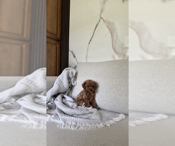 Medium Photo #1 Poodle (Toy) Puppy For Sale in PORTLAND, OR, USA
