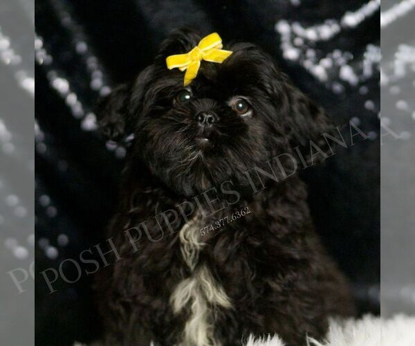 Medium Photo #6 Shih Tzu Puppy For Sale in WARSAW, IN, USA
