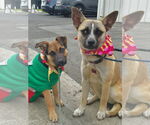 Small #2 Basenji Mix
