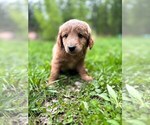 Puppy 2 Double Doodle