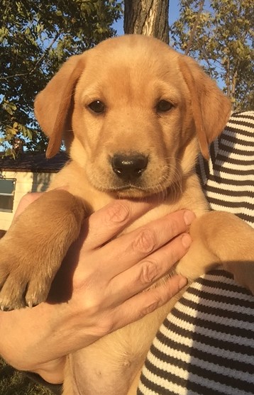 Medium Photo #1 Labrador Retriever Puppy For Sale in HARRISON, AR, USA