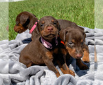 Small Photo #4 Doberman Pinscher Puppy For Sale in LAKELAND, FL, USA