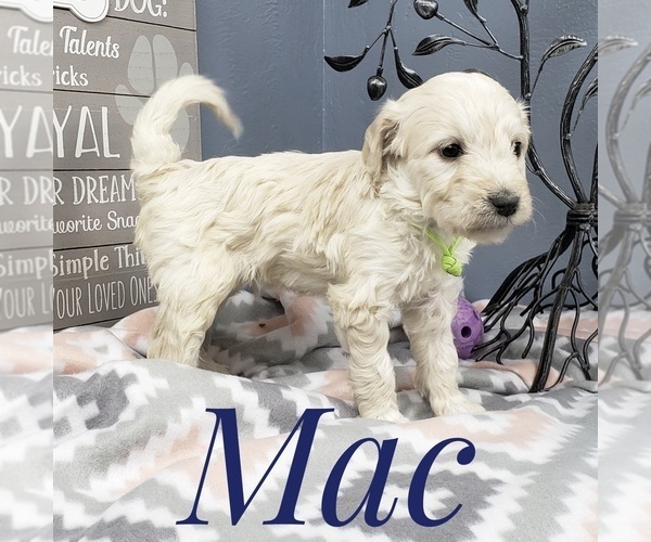 Medium Photo #42 Goldendoodle Puppy For Sale in CEDAR GAP, MO, USA