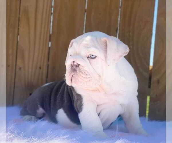 Medium Photo #1 English Bulldog Puppy For Sale in CHECOTAH, OK, USA
