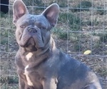 Small French Bulldog