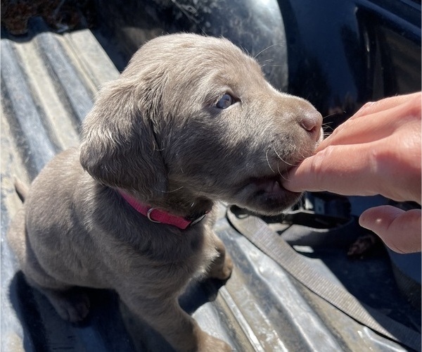 Medium Photo #8 Labrador Retriever Puppy For Sale in HADLOCK, WA, USA