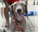 Small #1 Weimaraner