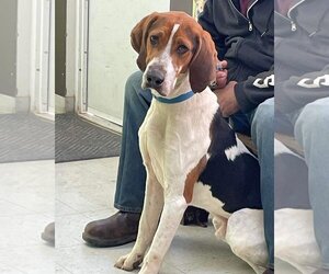 Treeing Walker Coonhound-Unknown Mix Dogs for adoption in Rustburg, VA, USA