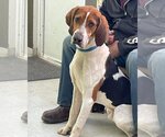 Small Photo #1 Treeing Walker Coonhound-Unknown Mix Puppy For Sale in Rustburg, VA, USA