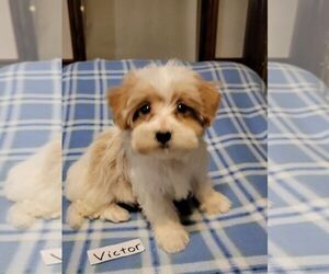 Maltipoo Puppy for sale in CLARKRANGE, TN, USA