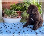 Small Photo #2 Poodle (Standard) Puppy For Sale in MCALESTER, OK, USA