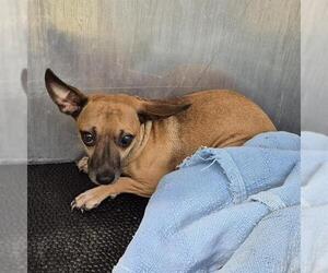 Chihuahua-Unknown Mix Dogs for adoption in San Antonio, TX, USA