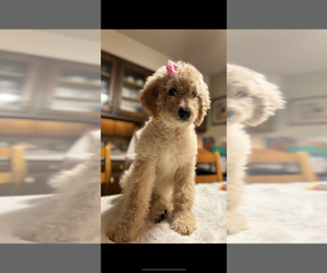 Goldendoodle Puppy for sale in AUBURN, IL, USA
