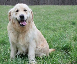 Golden Retriever Puppy for sale in JONES, MI, USA