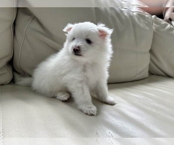 Medium Photo #24 Pomeranian Puppy For Sale in DES MOINES, WA, USA