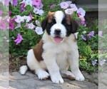Small Photo #1 Saint Bernard Puppy For Sale in MARIETTA, PA, USA