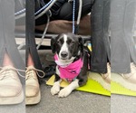 Small #2 Mutt
