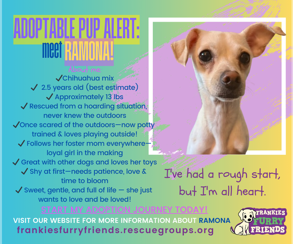 Medium Photo #7 Chihuahua-Unknown Mix Puppy For Sale in Alexandria, KY, USA