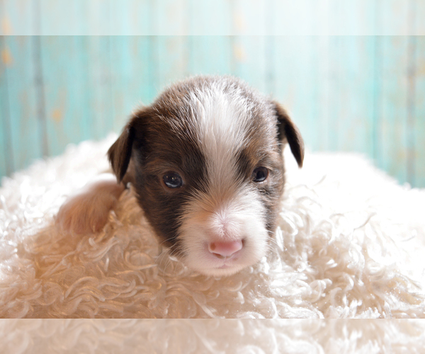 Medium Photo #2 Miniature Australian Shepherd Puppy For Sale in TERRE HAUTE, IN, USA