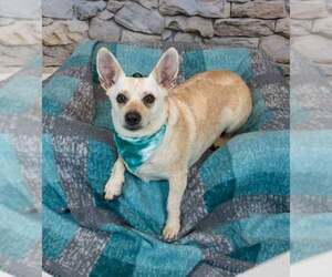 Kizzy - Female Jack Russell Terrier-Unknown Mix Dog for Adoption - Photo #5