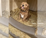 Small Photo #13 Goldendoodle (Miniature) Puppy For Sale in ALTON, IL, USA
