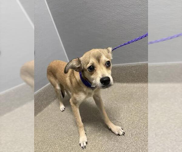 Medium Photo #1 Chihuahua-Unknown Mix Puppy For Sale in Las Vegas, NV, USA