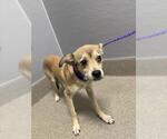 Small Chihuahua Mix