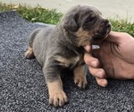 Puppy Leo Cane Corso