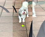 Small #5 Shih Tzu