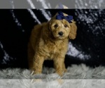 Small #2 Goldendoodle (Miniature)
