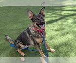 Small #1 German Shepherd Dog Mix
