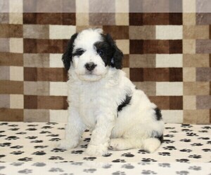Bernedoodle (Miniature) Puppy for sale in DENVER, PA, USA