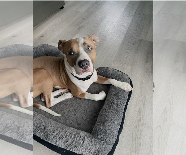 Medium Photo #4 American Staffordshire Terrier-Boxer Mix Puppy For Sale in Holly Springs, NC, USA