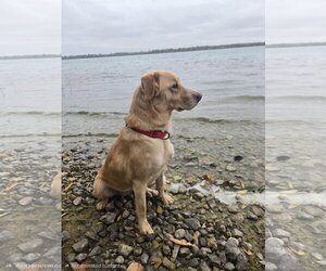 Borador Dogs for adoption in Lockport, NY, USA