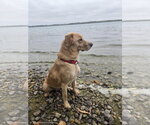 Millie - Female Borador Dog for Adoption - Small photo